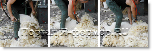 профессиональная стрижка овец, пятый этап