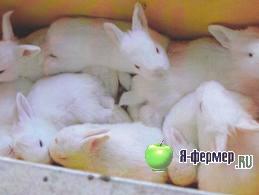Пищеварение кроликов