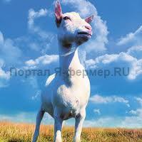 Коза русской породы, фото