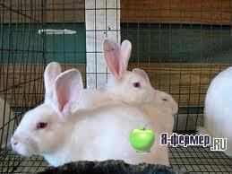 Откорм кроликов. Секреты откорма кроликов