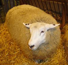 помещения для овец