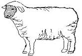 овца, овцеводство