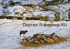 Овцы на зимнем пастбище фото