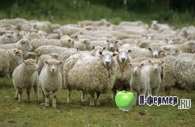 Новые технологии содержания овец