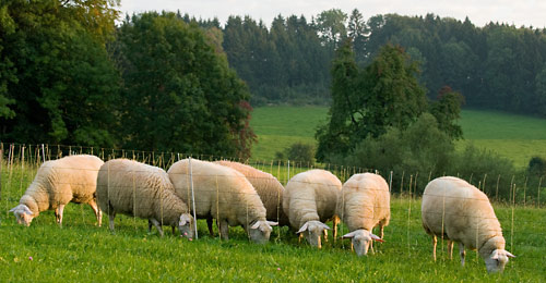 Уход за пастбищами для овец