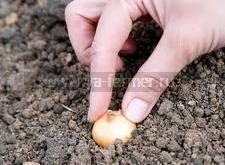 как правильно вырастить лук, как правильно посадить лук, выращивание лука, лук на перо, посев лука под  плёнку