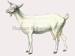 Коза зааненской породы, рисунок