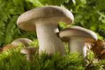 грибоводство, выращивание грибов