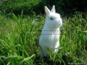 кролик породы горностай, польский кролик, кролики, фото 
