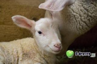 Овцематки кормят выменем и заботятся о подсосных ягнятах. Выращивание ягнят с рождения до 3-х месяцев
