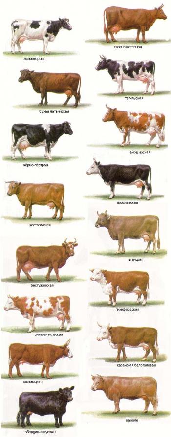 Самые большие коровы в мире: крупные виды, рекордсмены, фото 🐄