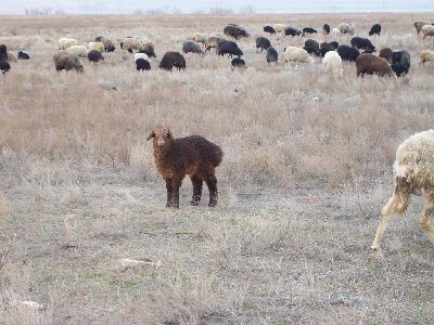 Что выгодней — крупный рогатый скот или овцы?