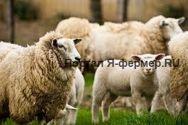 овцы фото